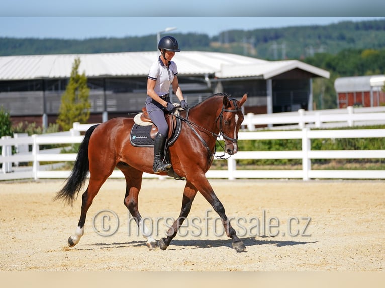 Sang-chaud tchèque Hongre 11 Ans 172 cm Bai in Ritka