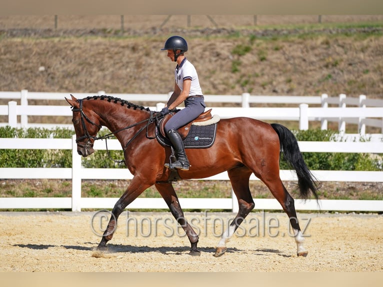 Sang-chaud tchèque Hongre 11 Ans 172 cm Bai in Ritka