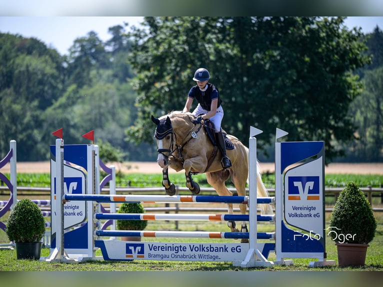 Sang-chaud tchèque Hongre 12 Ans 171 cm Palomino in Hilter am Teutoburger Wald