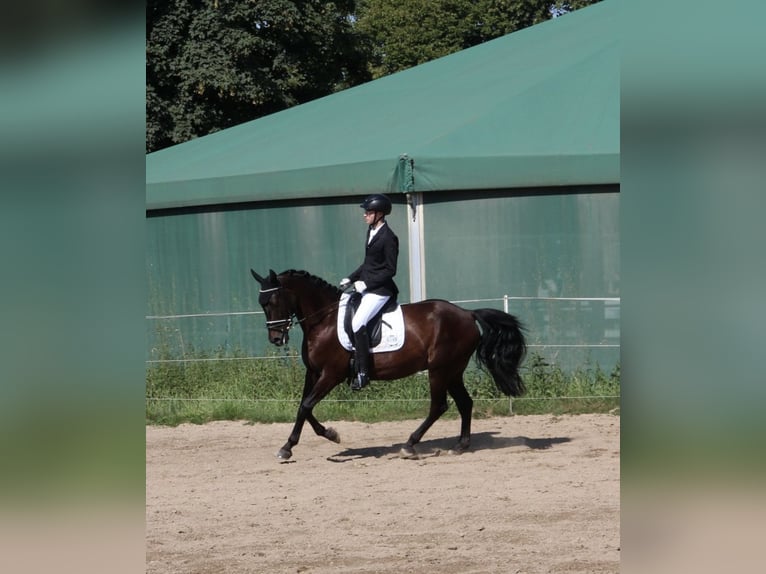 Sang-chaud tchèque Hongre 13 Ans 154 cm Bai brun foncé in Aßling