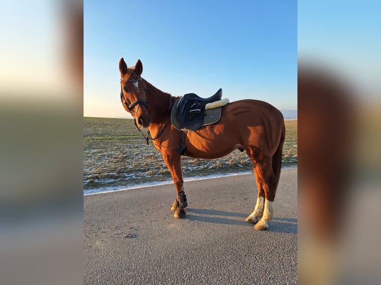 Sang-chaud tchèque Hongre 14 Ans 158 cm Alezan in Ruprechtshofen