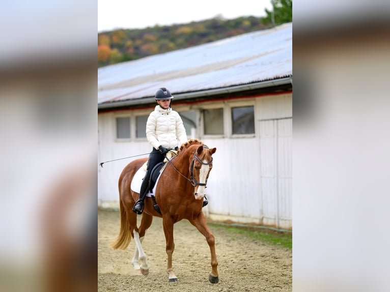 Sang-chaud tchèque Hongre 14 Ans 167 cm Alezan brûlé in Krom&#x11B;&#x159;&#xED;&#x17E;