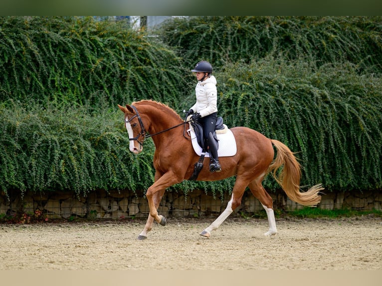 Sang-chaud tchèque Hongre 14 Ans 167 cm Alezan brûlé in Krom&#x11B;&#x159;&#xED;&#x17E;