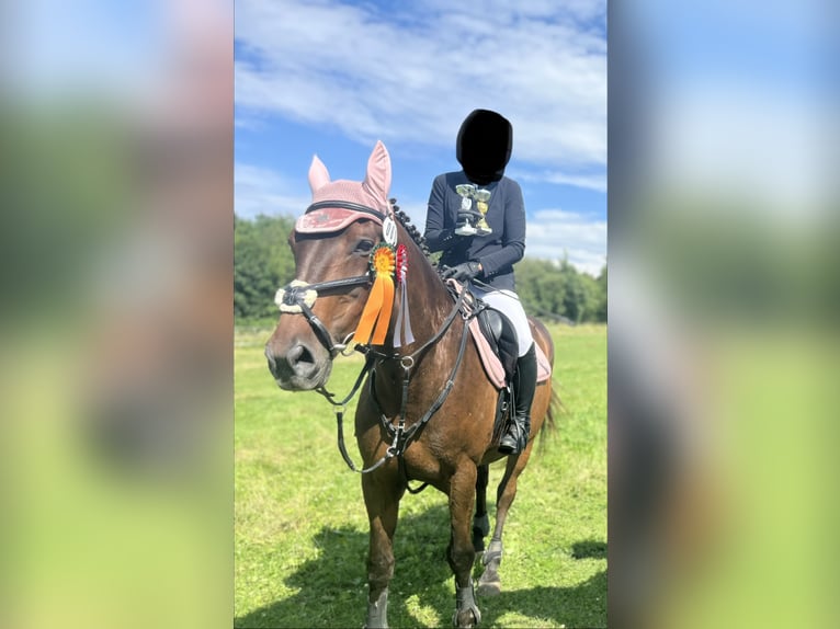 Sang-chaud tchèque Hongre 15 Ans 162 cm Bai in Poppenricht
