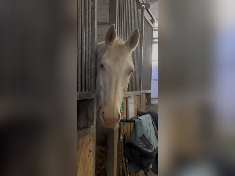 Sang-chaud tchèque Hongre 15 Ans 163 cm Cremello in Mooosach