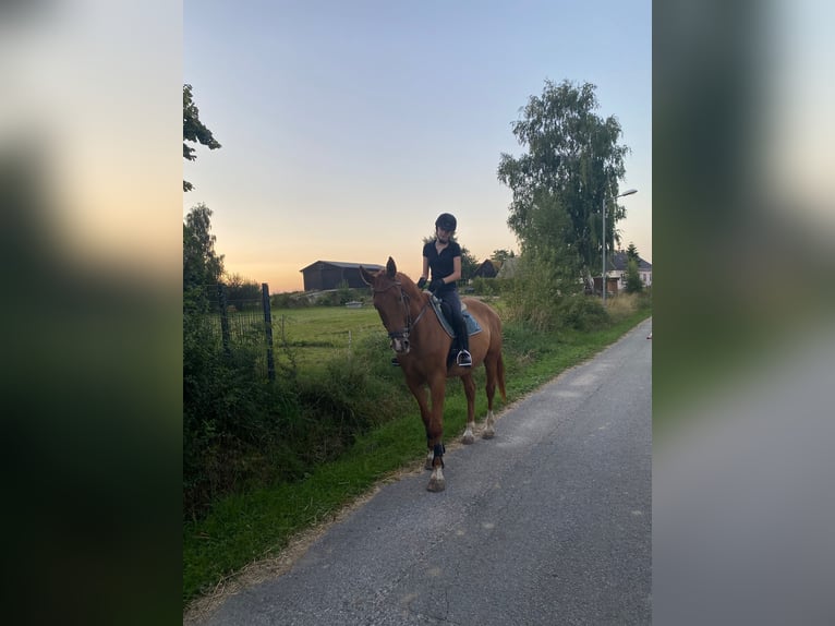 Sang-chaud tchèque Hongre 15 Ans 170 cm Alezan in Hollenstein