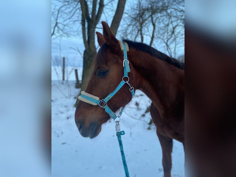 Sang-chaud tchèque Hongre 15 Ans 175 cm Alezan brûlé in Freistadt