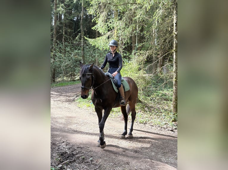 Sang-chaud tchèque Hongre 16 Ans 166 cm Bai brun in Ampflwang