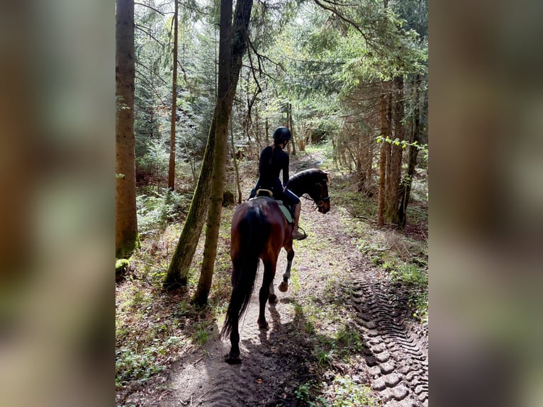 Sang-chaud tchèque Hongre 16 Ans 166 cm Bai brun in Ampflwang