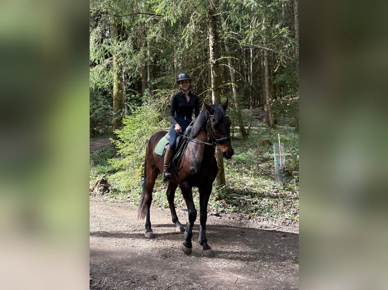 Sang-chaud tchèque Hongre 16 Ans 166 cm Bai brun in Ampflwang