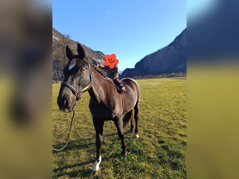 Sang-chaud tchèque Hongre 16 Ans 169 cm Noir in Malans GR