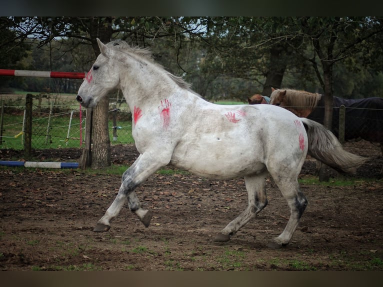 Sang-chaud tchèque Hongre 18 Ans 167 cm Gris pommelé in Löningen