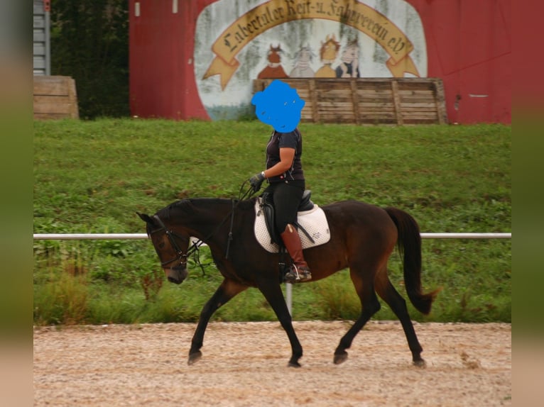 Sang-chaud tchèque Hongre 20 Ans 152 cm Bai in Mallersdorf-Pfaffenberg
