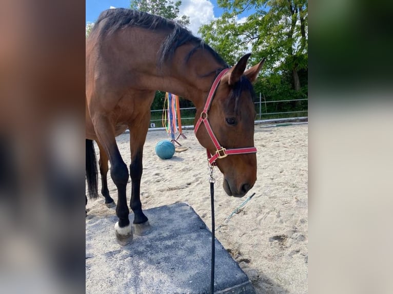 Sang-chaud tchèque Hongre 20 Ans 173 cm Bai in Fels am Wagram