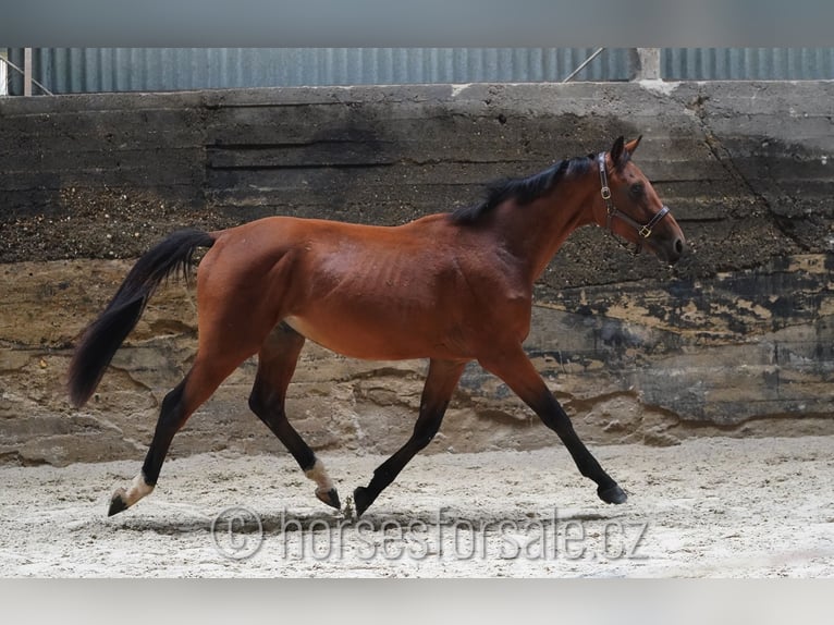 Sang-chaud tchèque Hongre 3 Ans 166 cm Bai in Votice