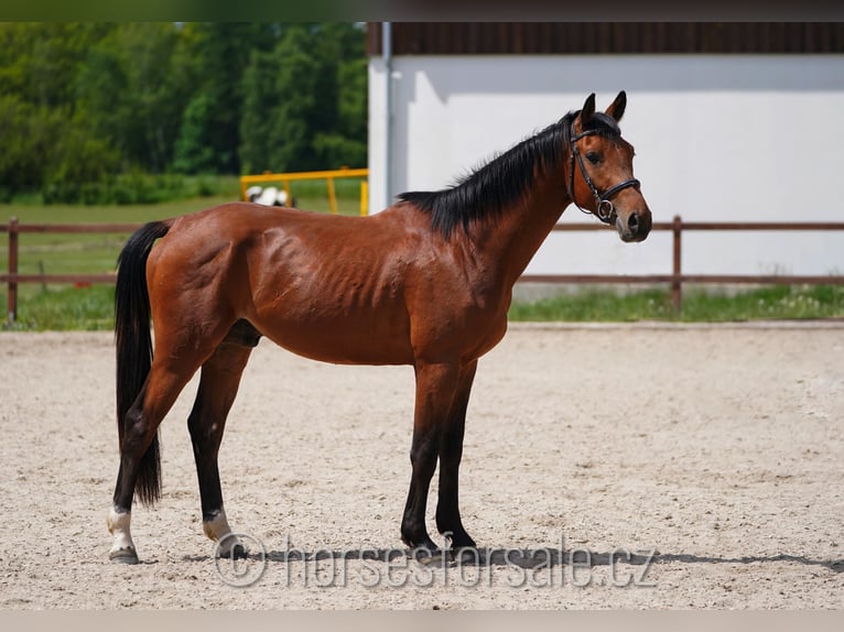 Sang-chaud tchèque Hongre 3 Ans 166 cm Bai in Votice