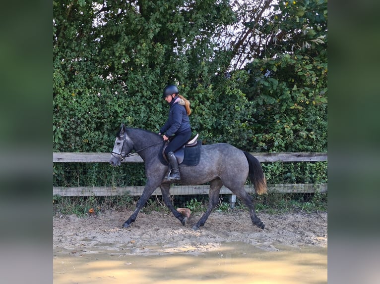 Sang-chaud tchèque Hongre 4 Ans 160 cm Gris pommelé in Bad Camberg