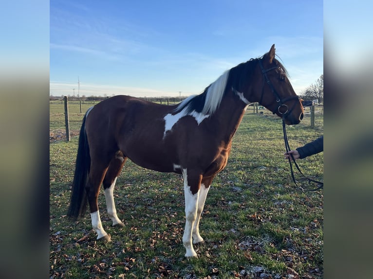 Sang-chaud tchèque Hongre 4 Ans 160 cm Pinto in Friedrichsruhe