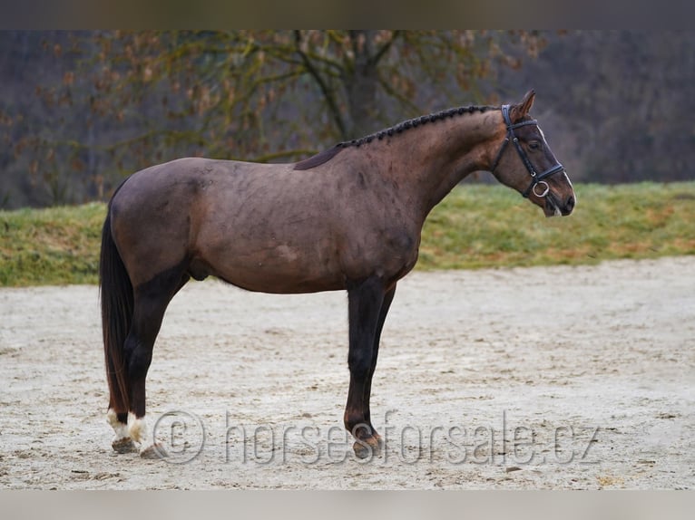 Sang-chaud tchèque Hongre 4 Ans 165 cm Alezan brûlé in Tyn nad Vltavou