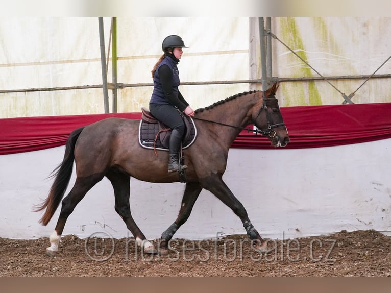 Sang-chaud tchèque Hongre 4 Ans 165 cm Alezan brûlé in Tyn nad Vltavou