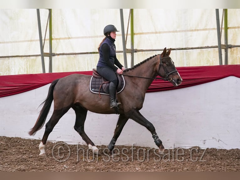 Sang-chaud tchèque Hongre 4 Ans 165 cm Alezan brûlé in Tyn nad Vltavou