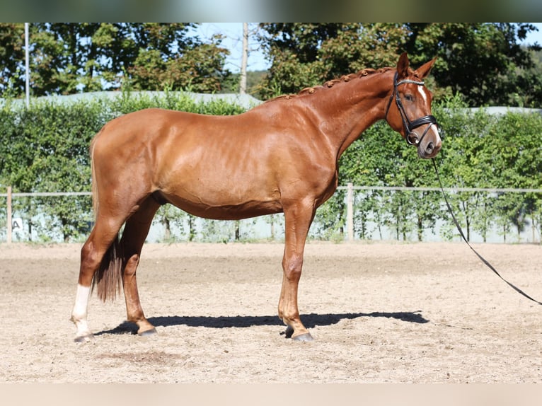 Sang-chaud tchèque Hongre 4 Ans 168 cm Alezan in Protivin