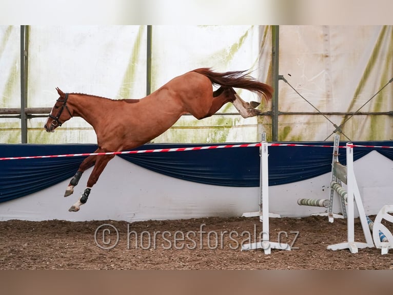 Sang-chaud tchèque Hongre 4 Ans 168 cm Alezan in Tyn nad Vltavou