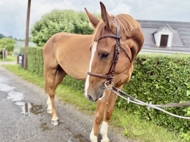 Sang-chaud tchèque Hongre 4 Ans 172 cm Alezan in Brniště