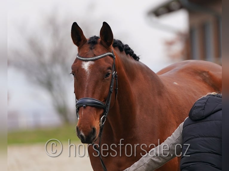 Sang-chaud tchèque Hongre 5 Ans 171 cm Bai in Olomouc