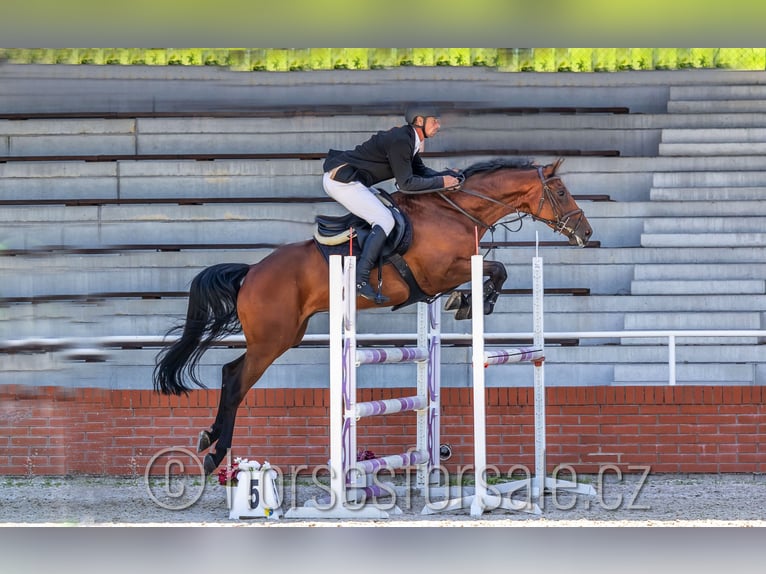 Sang-chaud tchèque Hongre 6 Ans 165 cm Bai in 39701