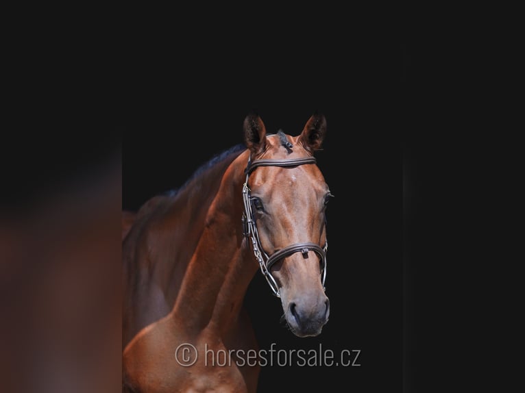 Sang-chaud tchèque Hongre 6 Ans 165 cm Bai in 39701