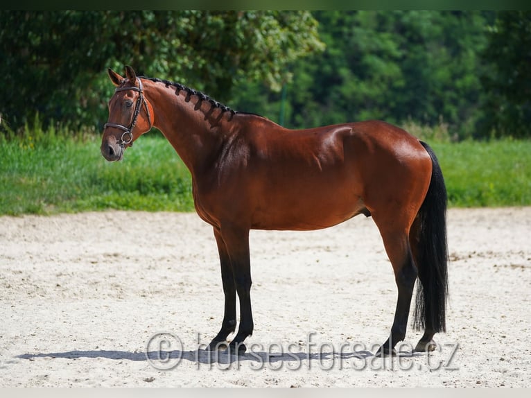 Sang-chaud tchèque Hongre 6 Ans 165 cm Bai in 39701