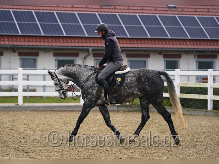 Sang-chaud tchèque Hongre 6 Ans 165 cm Gris in Olomouc