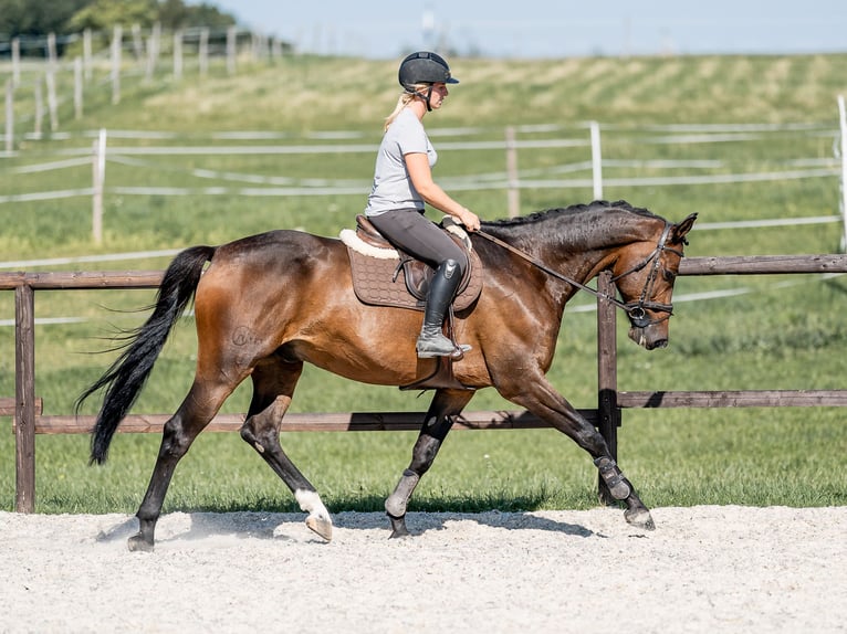 Sang-chaud tchèque Hongre 6 Ans 169 cm Bai cerise in Zduchovice