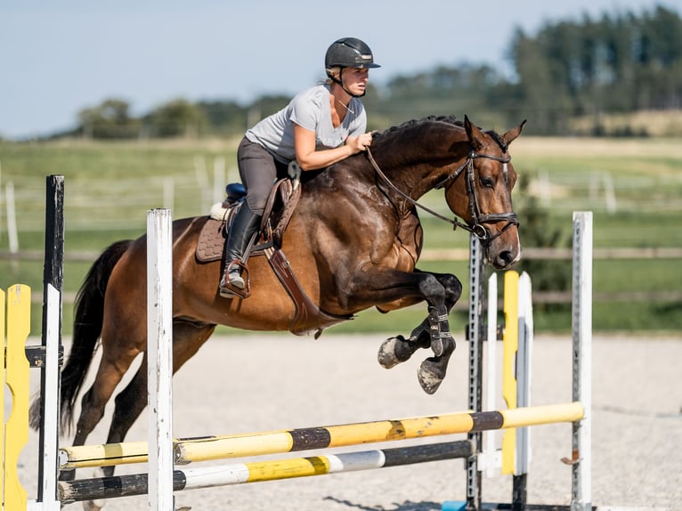 Sang-chaud tchèque Hongre 6 Ans 169 cm Bai cerise in Zduchovice