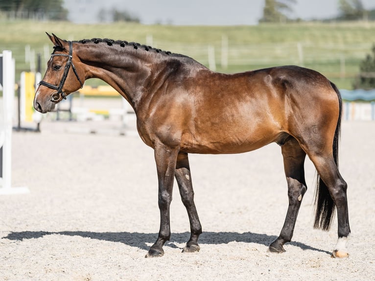 Sang-chaud tchèque Hongre 6 Ans 169 cm Bai cerise in Zduchovice