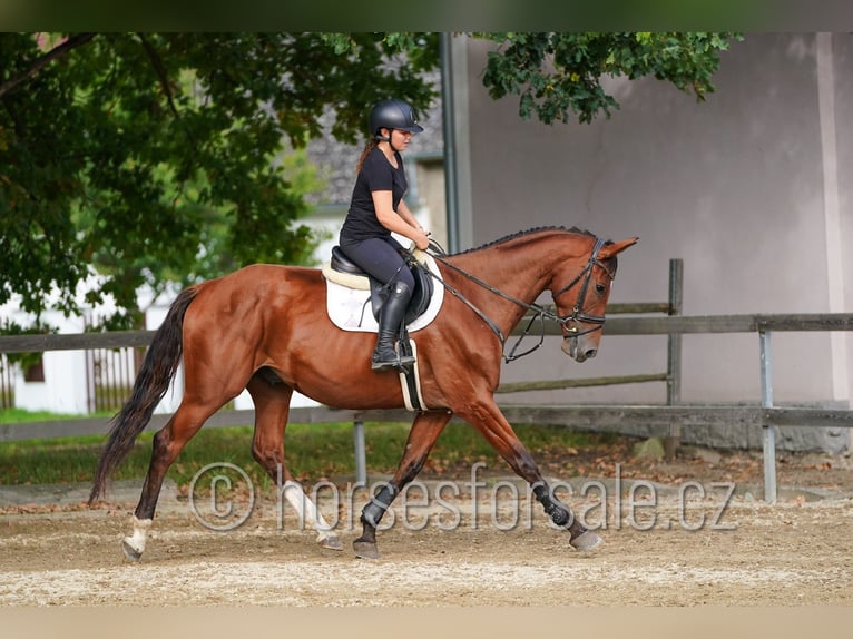 Sang-chaud tchèque Hongre 6 Ans 171 cm Bai in Ceske Budejovice