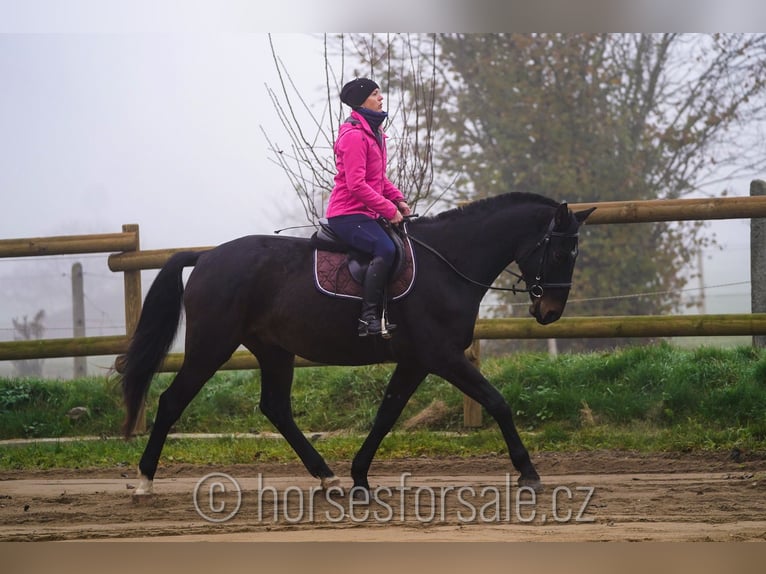 Sang-chaud tchèque Hongre 6 Ans 173 cm Bai brun in Ceske Budejovic