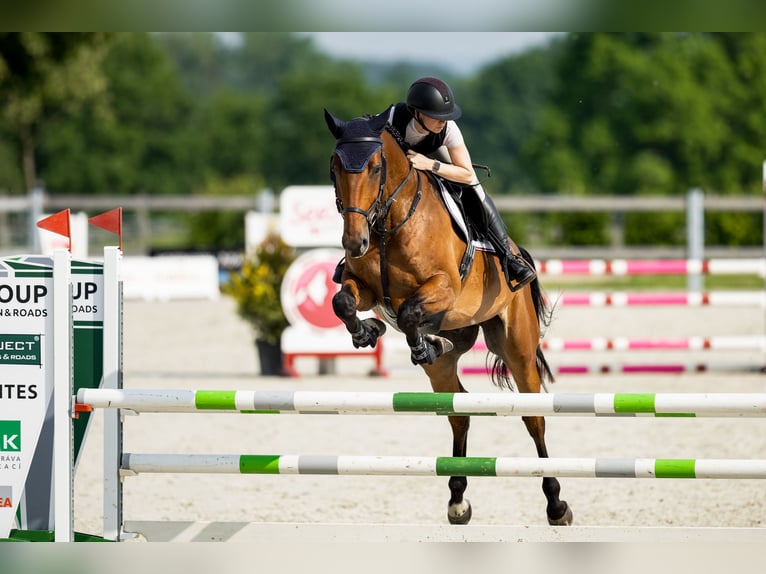 Sang-chaud tchèque Hongre 6 Ans 173 cm Bai in Brandýs nad Labem