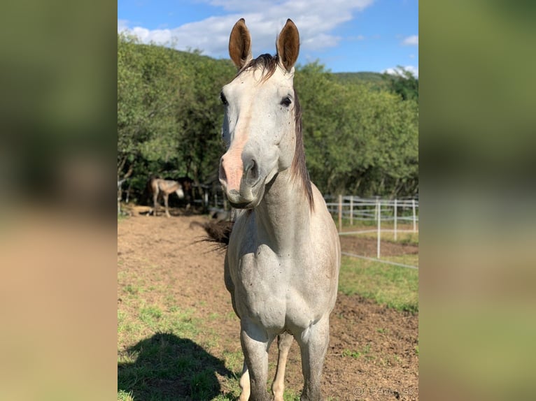 Sang-chaud tchèque Hongre 6 Ans 180 cm Gris in Prešov