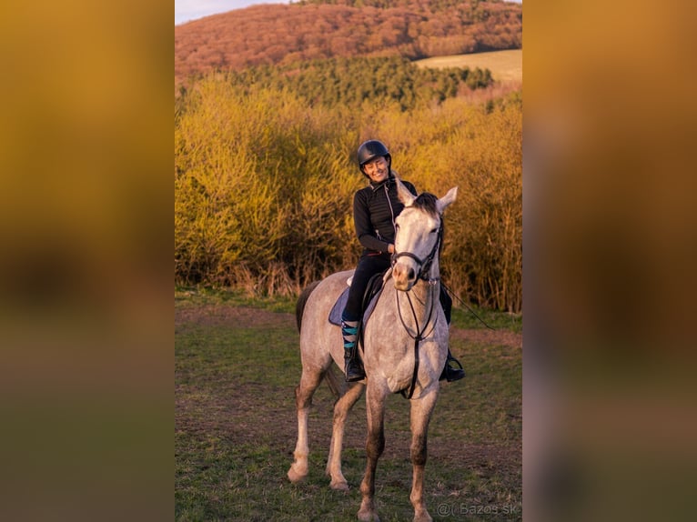 Sang-chaud tchèque Hongre 6 Ans 180 cm Gris in Prešov