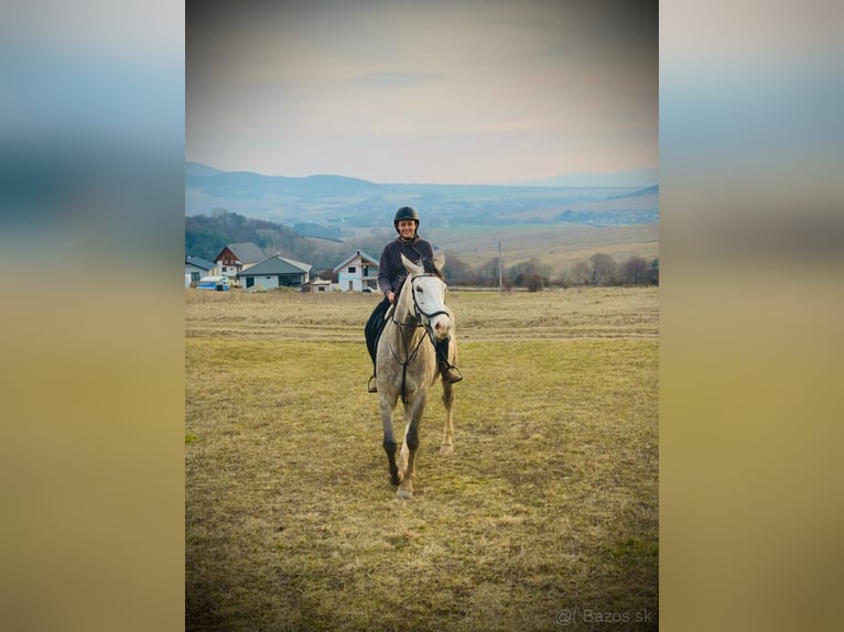 Sang-chaud tchèque Hongre 6 Ans 180 cm Gris in Prešov