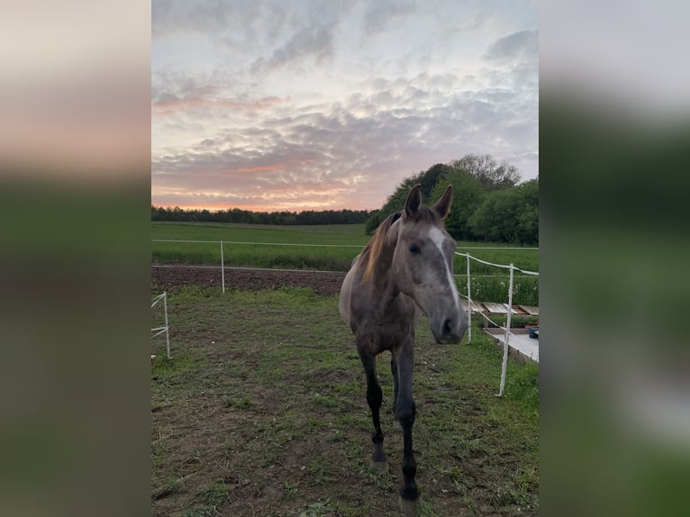 Sang-chaud tchèque Hongre 6 Ans 180 cm Gris in Prešov