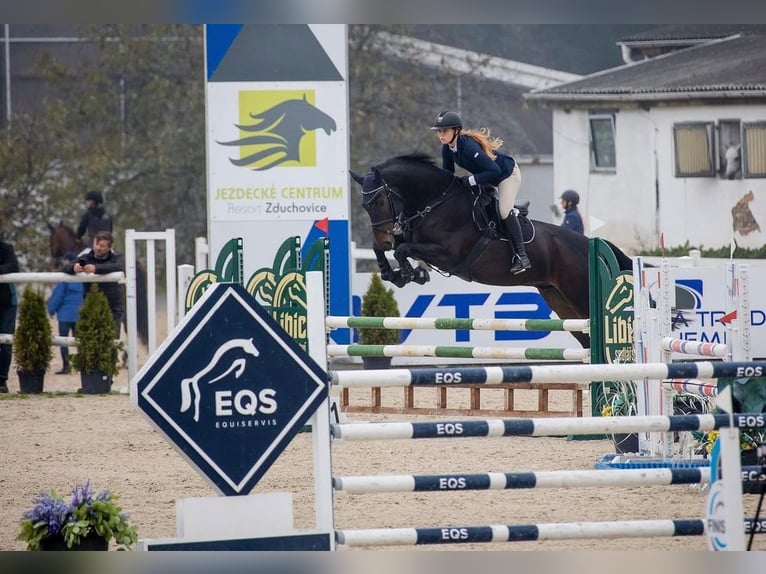 Sang-chaud tchèque Hongre 7 Ans 167 cm Bai brun in Brno