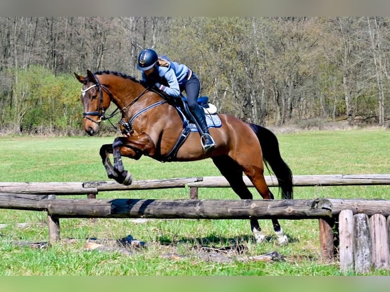 Sang-chaud tchèque Hongre 7 Ans 170 cm Bai in Brno