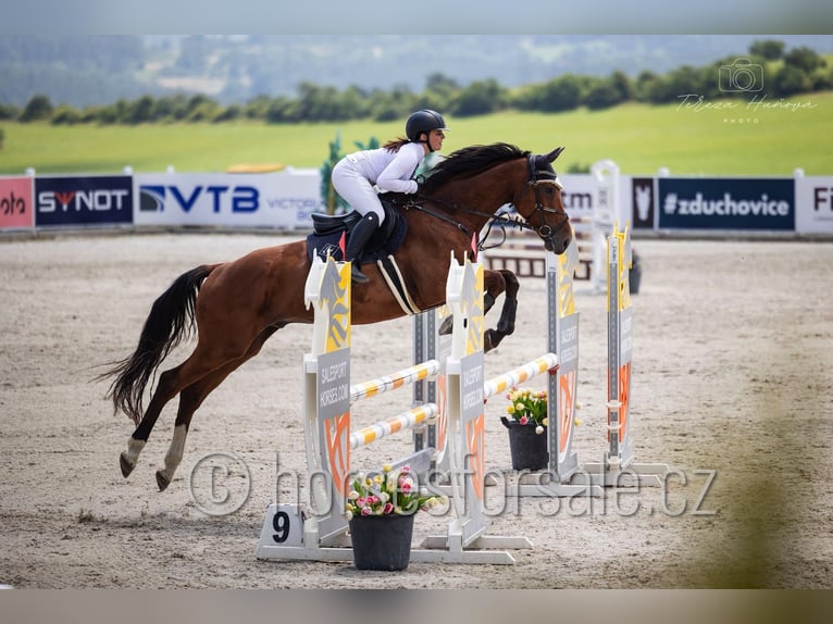 Sang-chaud tchèque Hongre 7 Ans 171 cm Bai in Ceske Budejovice