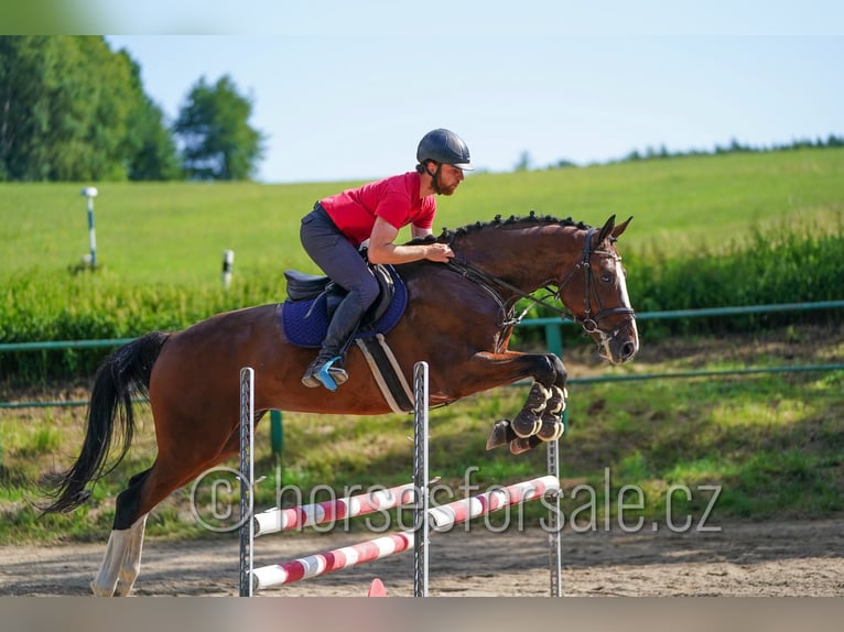 Sang-chaud tchèque Hongre 7 Ans 173 cm Alezan brûlé in Ceske Budejovice