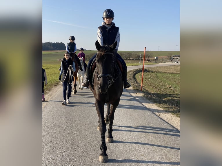 Sang-chaud tchèque Hongre 8 Ans 161 cm Noir in Deuerling