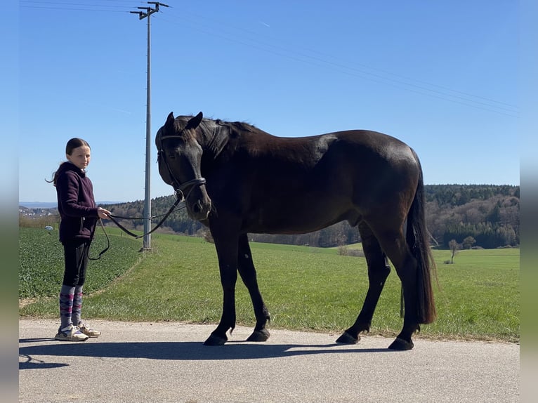 Sang-chaud tchèque Hongre 8 Ans 161 cm Noir in Deuerling