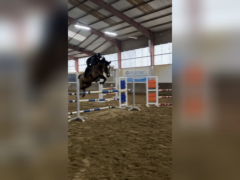 Sang-chaud tchèque Hongre 8 Ans 163 cm Bai in Montabaur